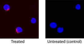 TNF-a was detected in immersion fixed canine peripheral blood mononuclear cells (PBMCs) stimulated with PMA and calcium ionomycin using Goat Anti-Canine TNF-a Biotinylated Antigen Affinity-purified Polyclonal Antibody (Catalog # BAF1507) at 15 µg/mL for 3 hours at room temperature. Cells were stained using the NorthernLights™ 557-conjugated Streptavidin (red; Catalog # <a class=