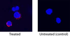 <b>Biological Strategies Validation. </b>TNF-a was detected in immersion fixed canine peripheral blood mononuclear cells (PBMCs) untreated or treated with calcium ionomycin and PMA using Mouse Anti-Canine TNF-a Monoclonal Antibody (Catalog # MAB1507) at 15 µg/mL for 3 hours at room temperature. Cells were stained using the NorthernLights™ 557-conjugated Anti-Mouse IgG Secondary Antibody (red; Catalog # NL007) and counterstained with DAPI (blue). Specific staining was localized to cell secretion. View our protocol for Fluorescent ICC Staining of Non-adherent Cells.