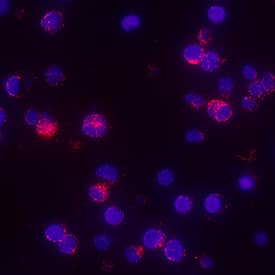 TNF-a was detected in immersion fixed human peripheral blood mononuclear cells (PBMCs) using Mouse Anti-Human TNF-a Monoclonal Antibody (Catalog # MAB2102) at 8 µg/mL for 3 hours at room temperature. Cells were stained using the NorthernLights™ 557-conjugated Anti-Mouse IgG Secondary Antibody (red; Catalog # NL007) and counterstained with DAPI (blue). Specific staining was localized to cytoplasm. View our protocol for Fluorescent ICC Staining of Non-adherent Cells.