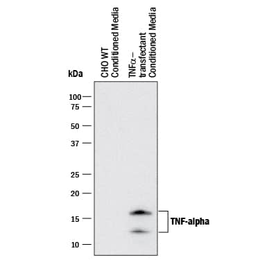 Western blot shows conditioned media from CHO Chinese hamster ovary cell line either mock transfected or transfected with human TNF- a. PVDF membrane was probed with 1 µg/mL of Mouse Anti-Human TNF-a Monoclonal Antibody (Catalog # MAB2102) followed by HRP-conjugated Anti-Mouse IgG Secondary Antibody (Catalog # HAF018). Specific bands were detected for TNF-a at approximately 13 and 16 kDa (as indicated). This experiment was conducted under reducing conditions and using Immunoblot Buffer Group 1.