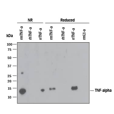 Western blot shows 25 ng of Recombinant Mouse TNF-a aa 80-235 (Catalog # 410-MT), Recombinant Human TNF-a (Catalog # 210-TA), Recombinant Rat TNF-a (Catalog # 510-RT) and Recombinant Mouse Lymphotoxin- a/TNF-  beta . PVDF Membrane was probed with 1 µg/mL of Hamster Anti-Mouse TNF-a Monoclonal Antibody (Catalog # MAB410) followed by HRP-conjugated Anti-Hamster IgG Secondary Antibody. A specific band was detected for TNF-a at approximately 15 kDa (as indicated). This experiment was conducted under reducing and non reducing conditions using Immunoblot Buffer Group 3.