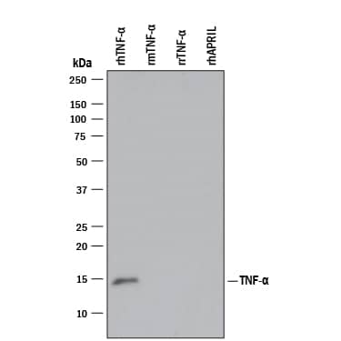 Western Blot TNF-alpha Antibody (28401) [Unconjugated]