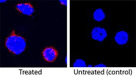 <b>Biological Strategies Validation. </b>TNF-a was detected in immersion fixed porcine peripheral blood mononuclear cells treated with calcium ionomycin and PMA using Mouse Anti-Porcine TNF-a Monoclonal Antibody (Catalog # MAB6903) at 25 µg/mL for 3 hours at room temperature. Cells were stained using the NorthernLights™ 557-conjugated Anti-Mouse IgG Secondary Antibody (red; Catalog # NL007) and counterstained with DAPI (blue). Specific staining was localized to cytoplasm. View our protocol for Fluorescent ICC Staining of Non-adherent Cells.