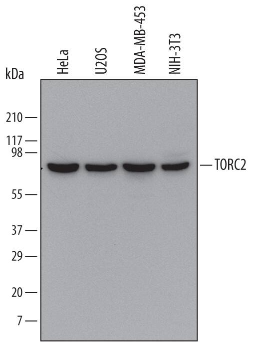 Western blot shows lysates of HeLa human cervical epithelial carcinoma cell line, U2OS human osteosarcoma cell line, MDA-MB-453 human breast cancer cell line, and NIH-3T3 mouse embryonic fibroblast cell line. PVDF Membrane was probed with 0.01 µg/mL of Mouse Anti-Human/Mouse TORC2 Monoclonal Antibody (Catalog # MAB6338) followed by HRP-conjugated Anti-Mouse IgG Secondary Antibody (Catalog # HAF007). A specific band was detected for TORC2 at approximately 75 kDa (as indicated). This experiment was conducted under reducing conditions and using Immunoblot Buffer Group 1.