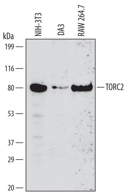 Western blot shows lysates of NIH-3T3 mouse embryonic fibroblast cell line, DA3 mouse myeloma cell line, and RAW 264.7 mouse monocyte/macrophage cell line. PVDF Membrane was probed with 2 µg/mL of Mouse TORC2 Polyclonal Antibody (Catalog # MAB6458) followed by HRP-conjugated Anti-Rat IgG Secondary Antibody (Catalog # HAF005). A specific band was detected for TORC2 at approximately 80 kDa (as indicated). This experiment was conducted under reducing conditions and using Immunoblot Buffer Group 2.