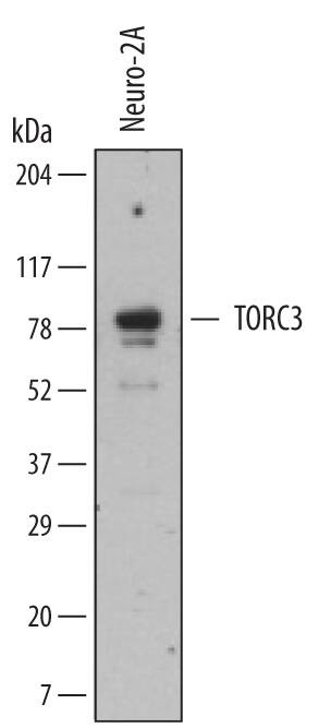 Western blot shows lysates of Neuro-2A mouse neuroblastoma cell line. PVDF membrane was probed with 2 µg/mL of Rat Anti-Mouse TORC3 Monoclonal Antibody (Catalog # MAB6840) followed by HRP-conjugated Anti-Rat IgG Secondary Antibody (Catalog # HAF005). A specific band was detected for TORC3 at approximately 83 kDa (as indicated). This experiment was conducted under reducing conditions and using Immunoblot Buffer Group 1.