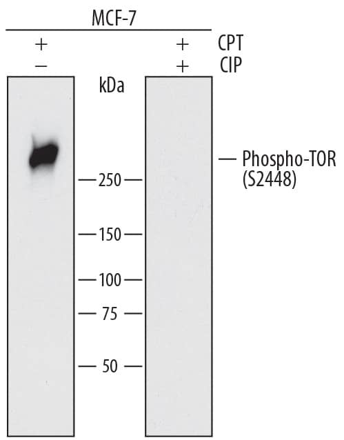 Western blot shows lysates of MCF-7 human breast cancer cell line treated (+) with 1 µM Camptothecin (CPT) for 5 hours. PVDF membrane was treated (+) or untreated (-) with 300 U/mL CIP for 1 hour and probed with 1 µg/mL of Rat Anti-Human Phospho-TOR (S2448) Monoclonal Antibody (Catalog # MAB1665) followed by HRP-conjugated Anti-Rat IgG Secondary Antibody (Catalog # HAF005). A specific band was detected for Phospho-TOR (S2448) at approximately 280 kDa (as indicated). This experiment was conducted under reducing conditions and using Immunoblot Buffer Group 1.