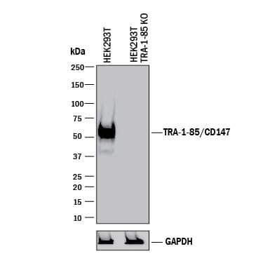 <b>Genetic Strategies Validation. </b>Western blot shows lysates of HEK293T human embryonic kidney parental cell line and TRA-1-85/CD147 knockout HEK293T cell line (KO). PVDF membrane was probed with 1 µg/mL of Mouse Anti-Human TRA-1-85/CD147 Monoclonal Antibody (Catalog # MAB3195) followed by HRP-conjugated Anti-Mouse IgG Secondary Antibody (Catalog # HAF018). A specific band was detected for TRA-1-85/CD147 at approximately 51 kDa (as indicated) in the parental HEK293T cell line, but is not detectable in knockout HEK293T cell line. GAPDH (Catalog # MAB5718) is shown as a loading control. This experiment was conducted under reducing conditions and using Immunoblot Buffer Group 1.