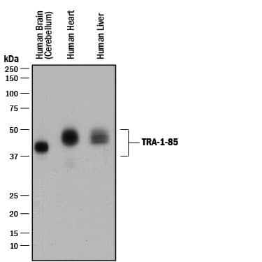 Western blot shows lysates of human brain (cerebellum) tissue, human heart tissue, and human liver tissue. PVDF membrane was probed with 1 µg/mL of Mouse Anti-Human TRA-1-85/CD147 Monoclonal Antibody (Catalog # MAB3195) followed by HRP-conjugated Anti-Mouse IgG Secondary Antibody (Catalog # HAF018). A specific band was detected for TRA-1-85/CD147 at approximately 40-60 kDa (as indicated). This experiment was conducted under reducing conditions and using Immunoblot Buffer Group 1.