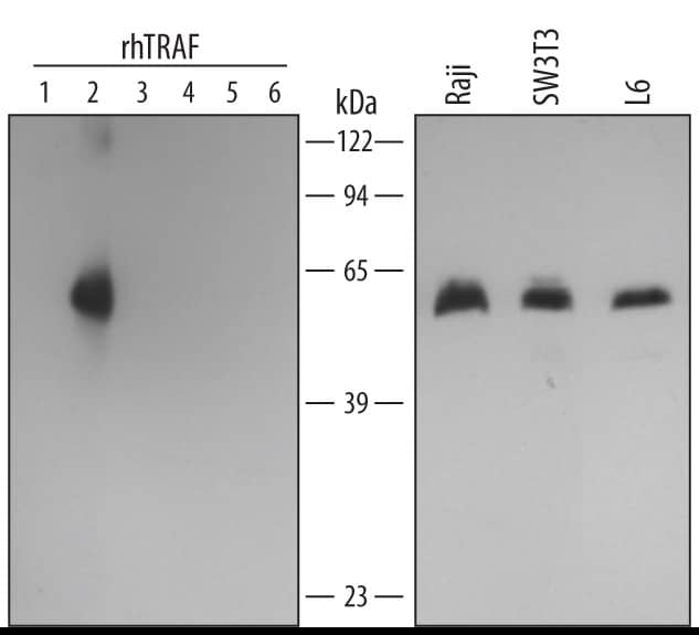 Western Blot TRAF-2 Antibody (324522) [Unconjugated]