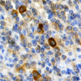 Immunohistochemistry TRAF-5 Antibody