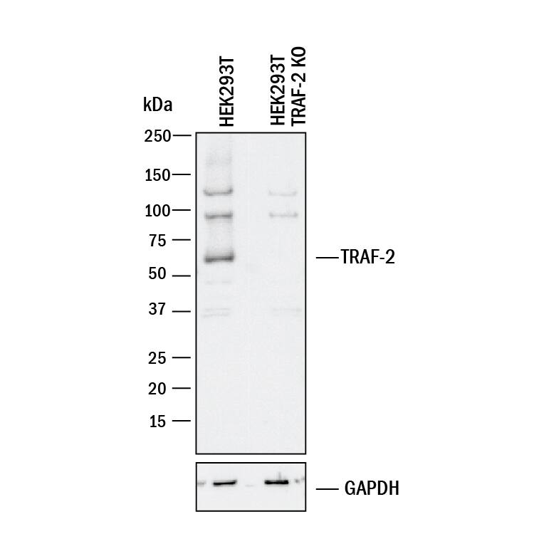 <b>Genetic Strategies Validation. </b>Western blot shows lysates of HEK293T human embryonic kidney parental cell line and TRAF-2 knockout HEK293T cell line (KO). PVDF membrane was probed with 0.5 µg/mL of Goat Anti-Human TRAF-2 Antigen Affinity-purified Polyclonal Antibody (Catalog # AF3277) followed by HRP-conjugated Anti-Goat IgG Secondary Antibody (Catalog # HAF017). A specific band was detected for TRAF-2 at approximately 62 kDa (as indicated) in the parental HEK293T cell line, but is not detectable in knockout HEK293T cell line. GAPDH (Catalog # AF5718) is shown as a loading control. This experiment was conducted under reducing conditions and using Immunoblot Buffer Group 1.