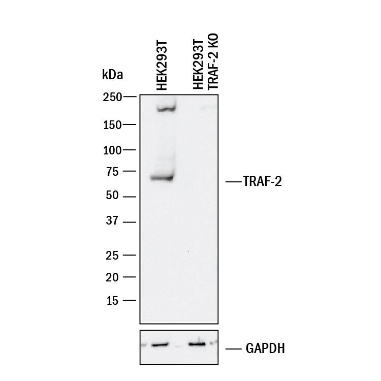 <b>Genetic Strategies Validation. </b>Western blot shows lysates of HEK293T human embryonic kidney parental cell line and TRAF-2 knockout HEK293T cell line (KO). PVDF membrane was probed with 0.25 µg/mL of Mouse Anti-Human/Mouse/Rat TRAF-2 Monoclonal Antibody (Catalog # MAB3277) followed by HRP-conjugated Anti-Mouse IgG Secondary Antibody (Catalog # HAF018). A specific band was detected for TRAF-2 at approximately 62 kDa (as indicated) in the parental HEK293T cell line, but is not detectable in knockout HEK293T cell line. GAPDH (Catalog # MAB5718) is shown as a loading control. This experiment was conducted under reducing conditions and using Immunoblot Buffer Group 1.