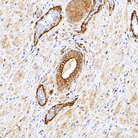 Immunohistochemistry TRAIL/TNFSF10 Antibody [Unconjugated]