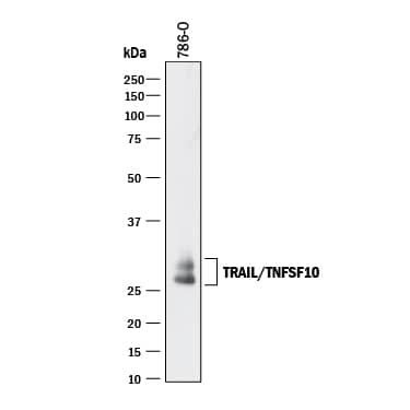 Western Blot TRAIL/TNFSF10 Antibody [Unconjugated]