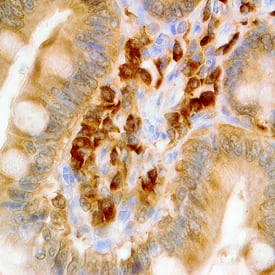 Immunohistochemistry TRAIL/TNFSF10 Antibody (75402) [Unconjugated]