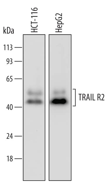Western blot shows lysates of HCT-116 human colorectal carcinoma cell line and HepG2 human hepatocellular carcinoma cell line. PVDF Membrane was probed with 1 µg/mL of Mouse Anti-Human TRAIL R2/TNFRSF10B Monoclonal Antibody (Catalog # MAB6313) followed by HRP-conjugated Anti-Mouse IgG Secondary Antibody (Catalog # HAF007). Specific bands were detected for TRAIL R2/TNFRSF10B at approximately 44 and 52 kDa (as indicated). This experiment was conducted under reducing conditions and using Immunoblot Buffer Group 2.