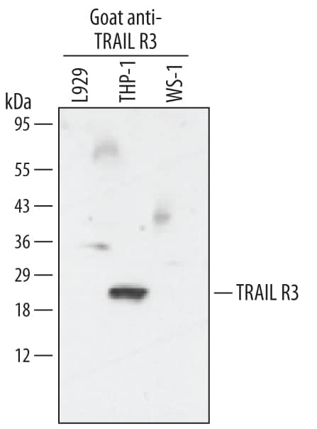 Western Blot TRAILR3/TNFRSF10C Antibody [Unconjugated]