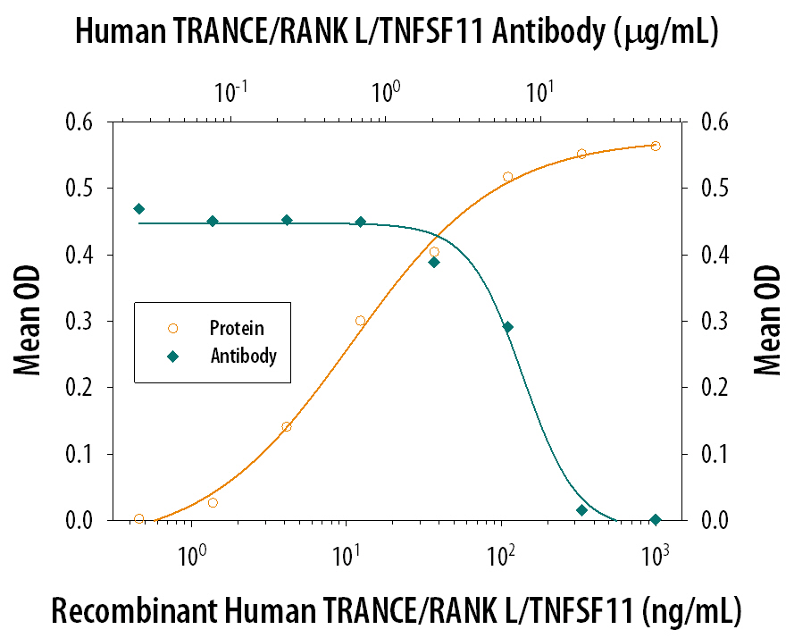 In the presence of Recombinant Mouse M-CSF (20 ng/mL, Catalog # 416-ML), Recombinant Human TRANCE/TNFSF11/RANK L (Catalog # 390-TN) induces osteoclast-like cell formation in mouse splenocytes in a dose-dependent manner (orange line), as measured by TRAP (tartrate-resistant acid phosphatase) solution assay. Under these conditions, osteoclast-like cell formation elicited by Recombinant Human TRANCE/TNFSF11/ RANK L (30 ng/mL) is neutralized (green line) by increasing concentrations of Goat Anti-Human TRANCE/ TNFSF11/RANK L Polyclonal Antibody (Catalog # AB626). The ND50 is typically 5-15 µg/mL.