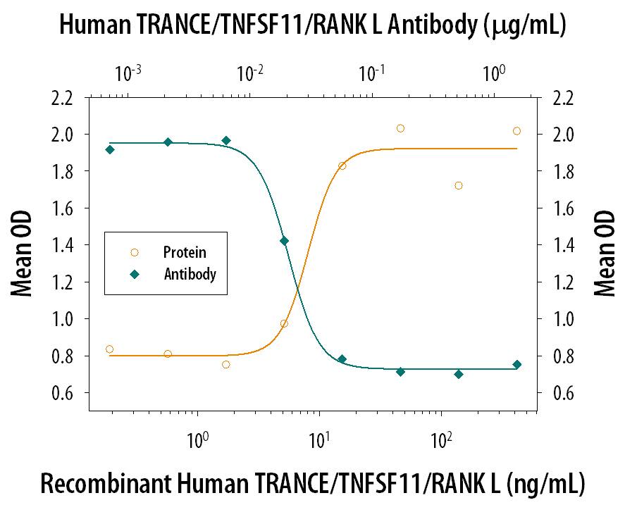In the presence of Recombinant Mouse M-CSF (20 ng/mL, 416-ML), Recombinant Human TRANCE/ TNFSF11/RANK L (390-TN) induces osteoclast-like cell formation in RAW 264.7 mouse macrophages in a dose-dependent manner (orange line), as measured by TRAP (tartrate-resistant acid phosphatase) solution assay. Under these conditions, osteoclast-like cell formation elicited by Recombinant Human TRANCE/TNFSF11/ RANK L (10 ng/mL) is neutral-ized (green line) by increasing concentrations of Goat Anti-Human TRANCE/TNFSF11/ RANK L Antigen Affinity-purified Poly-clonal Antibody (Catalog # AF626). The ND50 is typically 0.01-0.04 µg/mL.