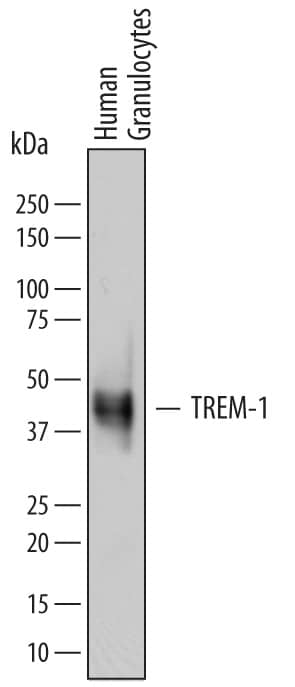 Western blot shows lysates of human granulocytes. PVDF membrane was probed with 1 µg/mL of Goat Anti-Human TREM-1 Antigen Affinity-purified Polyclonal Antibody (Catalog # AF1278) followed by HRP-conjugated Anti-Goat IgG Secondary Antibody (Catalog # HAF109). A specific band was detected for TREM-1 at approximately 40 kDa (as indicated). This experiment was conducted under reducing conditions and using Immunoblot Buffer Group 1.