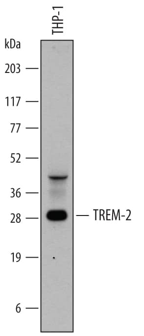 Western blot shows lysates of THP-1 human acute monocytic leukemia cell line. PVDF membrane was probed with 0.2 µg/mL of Goat Anti-Human TREM2 Antigen Affinity-purified Polyclonal Antibody (Catalog # AF1828) followed by HRP-conjugated Anti-Goat IgG Secondary Antibody (Catalog # <a class=