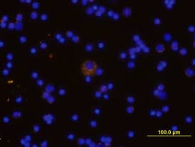 TREM-2 was detected in immersion fixed mouse spleno-cytes using Mouse Anti-TREM-2 Biotinylated Antigen Affinity-purified Polyclonal Antibody (Catalog # BAF1729) at 10 µg/mL for 3 hours at room temperature. Cells were stained using the NorthernLights™ 557-conjugated Streptavidin (yellow; Catalog # NL999) and counterstained with DAPI (blue). View our protocol for Fluorescent ICC Staining of Non-adherent Cells.