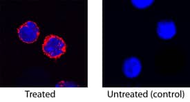 TREM-1 was detected in immersion fixed mouse splenocytes treated with LPS (left panel) or untreated (right panel) using Goat Anti-Mouse TREM-1 Antigen Affinity-purified Polyclonal Antibody (Catalog # AF1187) at 15 µg/mL for 3 hours at room temperature. Cells were stained using the NorthernLights™ 557-conjugated Anti-Goat IgG Secondary Antibody (red; Catalog # NL001) and counterstained with DAPI (blue). Specific staining was localized to cytoplasm. View our protocol for Fluorescent ICC Staining of Non-adherent Cells.