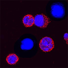 <b>Biological Strategies Validation. </b>TREM-1 was detected in immersion fixed mouse splenocytes treated with LPS using Rat Anti-Mouse TREM-1 Monoclonal Antibody (Catalog # MAB1187) at 15 µg/mL for 3 hours at room temperature. Cells were stained using the NorthernLights™ 557-conjugated Anti-Rat IgG Secondary Antibody (red; Catalog # <a class=