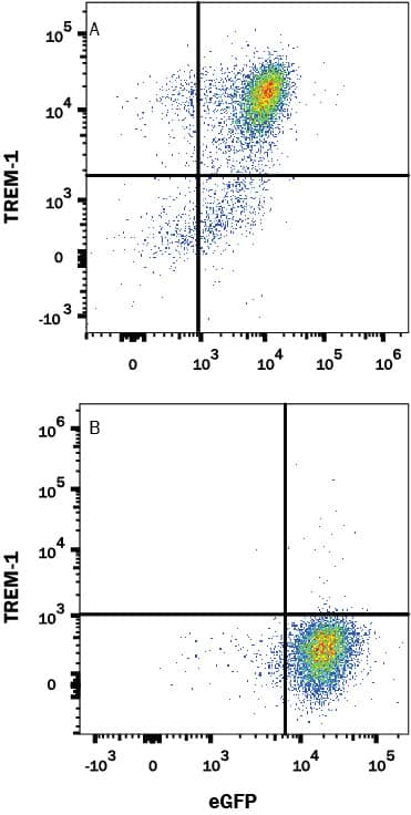 HEK293 human embryonic kidney cell line transfected with (A) human TREM-1 or (B) irrelevant protein, and eGFP was stained with Mouse Anti-Human TREM-1 Monoclonal Antibody (Catalog # MAB12871) followed by APC-conjugated Anti-Mouse IgG Secondary Antibody (Catalog # F0102B). Quadrant markers were set based on control antibody staining (Catalog # MAB003). View our protocol for Staining Membrane-associated Proteins.