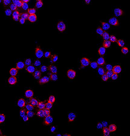 TREM2 was detected in immersion fixed RAW 264.7 mouse monocyte/macrophage cell line using Sheep Anti-Mouse TREM2 Antigen Affinity-purified Polyclonal Antibody (Catalog # AF1729) at 1.7 µg/mL for 3 hours at room temperature. Cells were stained using the NorthernLights™ 557-conjugated Anti-Sheep IgG Secondary Antibody (red; NL010) and counterstained with DAPI (blue). Specific staining was localized to cytoplasm. View our protocol for Fluorescent ICC Staining of Non-adherent Cells.