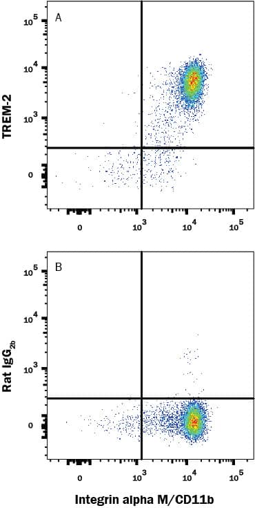 Human peripheral blood monocytes were stained with (A) Rat Anti-Human/Mouse TREM-2 APC-conjugated Monoclonal Antibody (Catalog # FAB17291A) or (B) isotype control antibody (Catalog # IC013A) followed by Mouse anti-Human Integrin alpha M/CD11b PE-conjugated Monoclonal Antibody (Catalog # FAB16991P). View our protocol for Staining Membrane-associated Proteins.