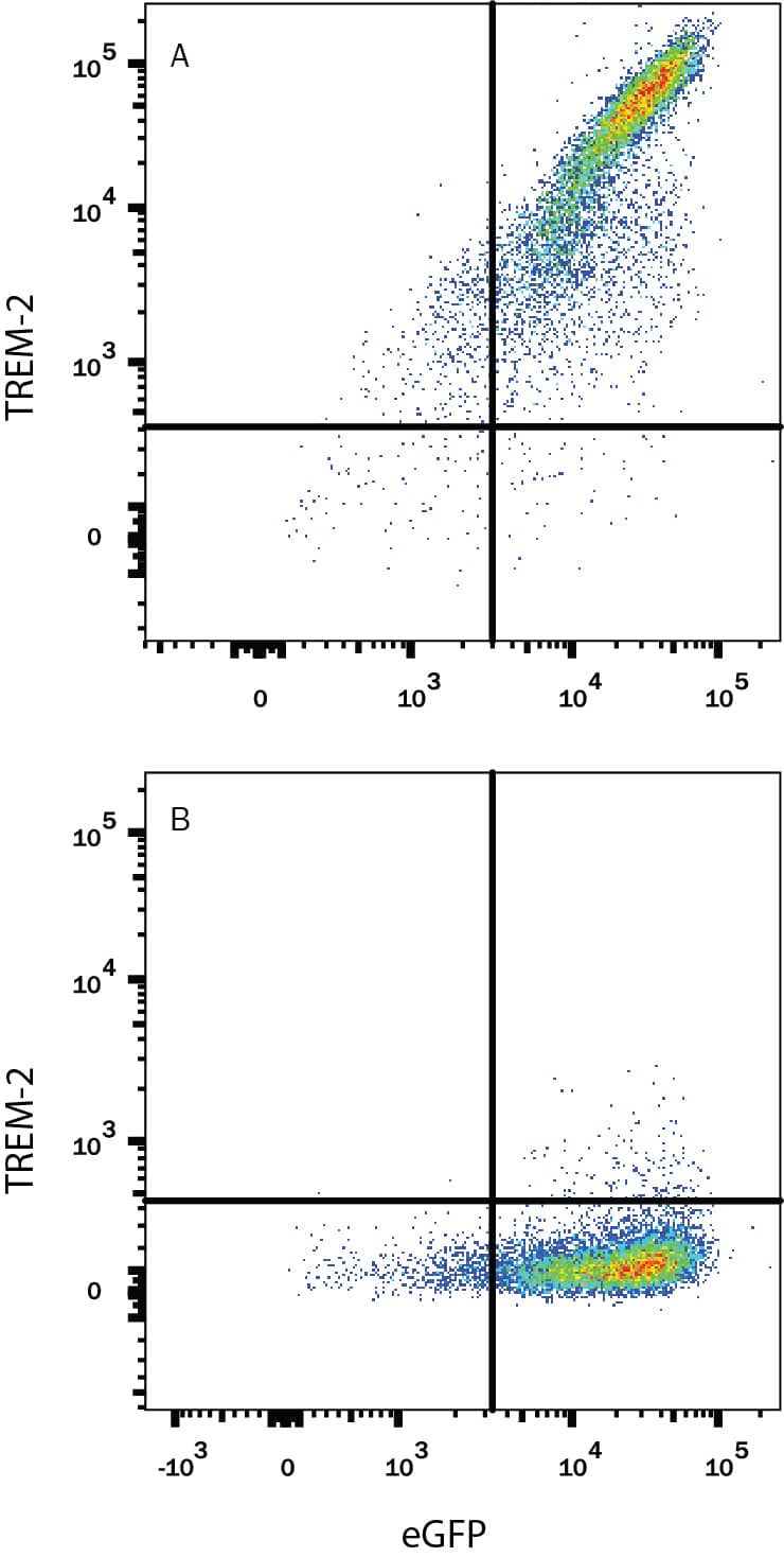 HEK293 human embryonic kidney cell line transfected with either (A) human TREM-2 or (B) human TREM-1 and eGFP was stained with Rat Anti-Human/Mouse TREM-2 APC-conjugated Monoclonal Antibody (Catalog # FAB17291A). Quadrant markers were set based on control antibody staining (Catalog # IC013A). View our protocol for Staining Membrane-associated Proteins.