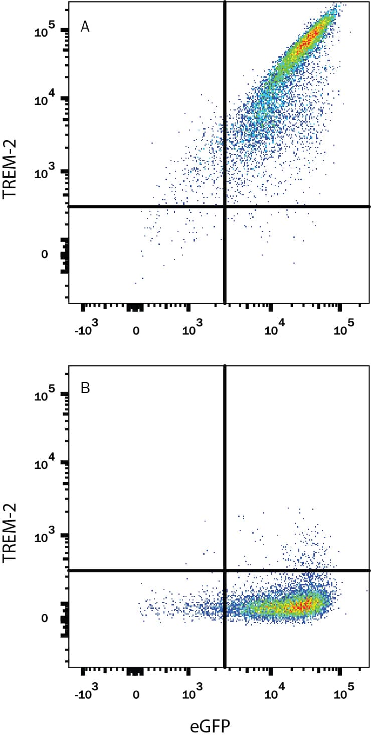 HEK293 human embryonic kidney cell line transfected with either (A) human TREM-2 or (B) human TREM-1 and eGFP was stained with Rat Anti-Human/Mouse TREM-2 Alexa Fluor® 700-conjugated Monoclonal Antibody (Catalog # FAB17291N). Quadrant markers were set based on control antibody staining (Catalog # IC013N). View our protocol for Staining Membrane-associated Proteins.