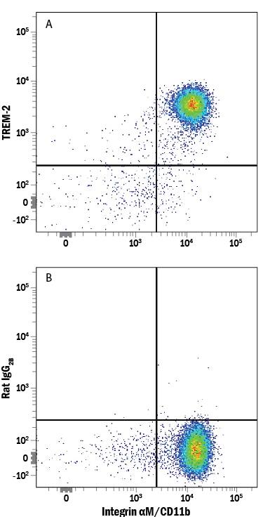 Human peripheral blood mononuclear cells (PBMCs) were stained with Mouse Anti-Human Integrin aM/CD11b PE-conjugated Monoclonal Antibody (Catalog # FAB16991P) and either (A) Rat Anti-Human/Mouse TREM-2 Alexa Fluor® 647-conjugated Monoclonal Antibody (Catalog # FAB17291R) or (B) Rat IgG2BAlexa Fluor 647 Isotype Control (Catalog # IC013R). View our protocol for Staining Membrane-associated Proteins.