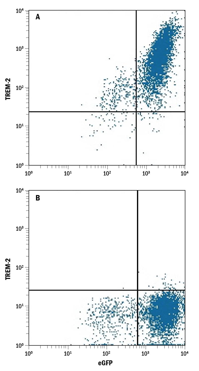 HEK293 human embryonic kidney cell line transfected with eGFP and either (A) human TREM2 or (B) human TREM1 was stained with Rat Anti-Human/Mouse TREM2 Monoclonal Antibody (Catalog # MAB17291) followed by Allophycocyanin-conjugated Anti-Rat IgG Secondary Antibody (F0113). Quadrant markers were set based on control antibody staining (MAB0061).