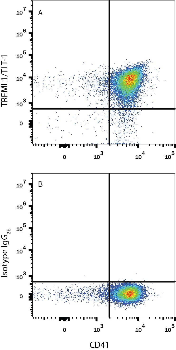 Human peripheral blood platelets were stained with Mouse Anti-Human Integrin alpha 2b/CD41 APC-conjugated Monoclonal Antibody (Catalog # FAB7616A) and either (A) Rat Anti-Human TREML1/TLT-1 Alexa Fluor® 488 Monoclonal Antibody (Catalog # FAB2934G) or (B) Rat IgG2B Isotype Control (Catalog # IC013G). View our protocol for Staining Membrane-associated Proteins.