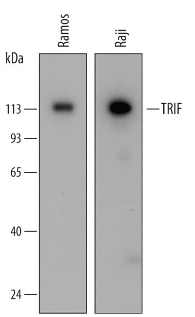 Western Blot TRIF/TICAM1 Antibody (567212) [Unconjugated]