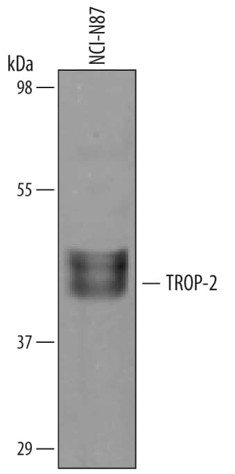 Western blot shows lysates of NCI-N87 human gastric carcinoma cell line. PVDF membrane was probed with 1 µg/mL of Goat Anti-Human TROP-2 Antigen Affinity-purified Polyclonal Antibody (Catalog # AF650) followed by HRP-conjugated Anti-Goat IgG Secondary Antibody (Catalog # HAF019). A specific band was detected for TROP-2 at approximately 45-50 kDa (as indicated). This experiment was conducted under reducing conditions and using Immunoblot Buffer Group 8.