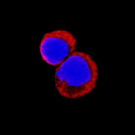 TSG-6 was detected in immersion fixed mouse splenocytes using Goat Anti-Mouse TSG-6 Antigen Affinity-purified Polyclonal Antibody (Catalog # AF2326) at 15 µg/mL for 3 hours at room temperature. Cells were stained using the NorthernLights™ 557-conjugated Anti-Goat IgG Secondary Antibody (red; Catalog # NL001) and counterstained with DAPI (blue). Specific staining was localized to cytoplasm. View our protocol for Fluorescent ICC Staining of Non-adherent Cells.