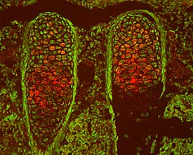 Immunohistochemistry TSG Antibody [Unconjugated]