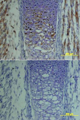 Immunohistochemistry TSG Antibody [Unconjugated]
