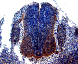 TSG was detected in immersion fixed frozen sections of mouse embryonic spinal cord using 25 &micro;g/mL Rat Anti-Mouse TSG Biotinylated Monoclonal Antibody (Catalog # BAM756) overnight at 4 &deg;C. Tissue was stained with the Anti-Rat HRP-DAB Cell & Tissue Staining Kit (brown; Catalog # CTS017) and counterstained with hematoxylin (blue). Specific labeling was localized to the mantle layer of the neural tube. View our protocol for Chromogenic IHC Staining of Frozen Tissue Sections.