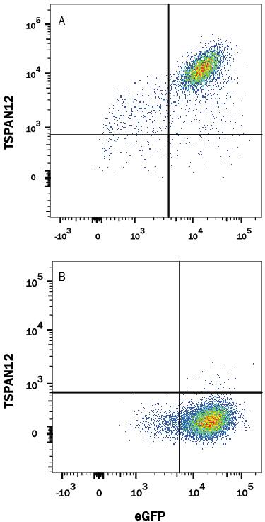 HEK293 human embryonic kidney cell line transfected with (A) human TSPAN12 or (B) irrelevant transfectants and eGFP was stained with Mouse Anti-Human TSPAN12 Alexa Fluor® 647-conjugated Monoclonal Antibody (Catalog # FAB8910R). Quadrant markers were set based on control antibody staining (Catalog # IC0041R). View our protocol for Staining Membrane-associated Proteins.