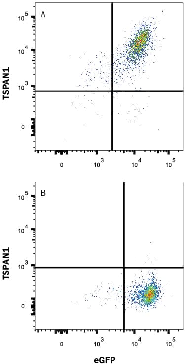 HEK293 human embryonic kidney cell line transfected with either (A) human TSPAN1 or (B) irrelevant transfectants and eGFP was stained with Mouse Anti-Human TSPAN1 Monoclonal Antibody (Catalog # MAB9186) followed by Allophycocyanin-conjugated Anti-Mouse IgG Secondary Antibody (Catalog # F0101B). Quadrant markers were set based on control antibody staining (Catalog # MAB007). View our protocol for Staining Membrane-associated Proteins.