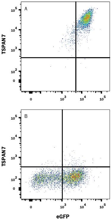 HEK293 human embryonic kidney cell line transfected with either (A) human TSPAN7 or (B) irrelevant transfectants and eGFP was stained with Mouse Anti-Human TSPAN7 Alexa Fluor® 647-conjugated Monoclonal Antibody (Catalog # FAB9179R). Quadrant markers were set based on control antibody staining (Catalog # IC003R). View our protocol for Staining Membrane-associated Proteins.