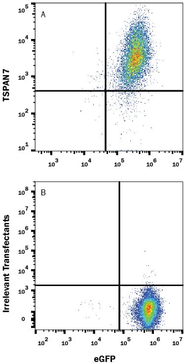 HEK293 human embryonic kidney cell line either transfected with (A) human TSPAN7 or (B) irrelevant transfectants and eGFP was stained with Mouse Anti-Human TSPAN7 Monoclonal Antibody (Catalog # MAB9179) followed by Allophycocyanin-conjugated Anti-Mouse IgG Secondary Antibody (Catalog # F0101B). Quadrant markers were set based on control antibody staining (Catalog # MAB003). View our protocol for Staining Membrane-associated Proteins.