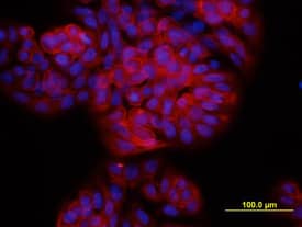Immunocytochemistry TSPAN8/TM4SF3 Antibody (458811) [Unconjugated]