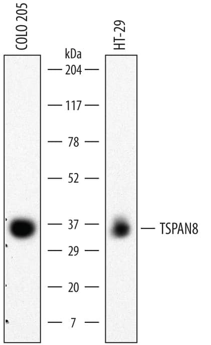 Western blot shows lysates of COLO 205 human colorectal adenocarcinoma cell line and HT-29 human colon adenocarcinoma cell line. PVDF membrane was probed with 2 µg/mL of Rat Anti-Human TSPAN8 Monoclonal Antibody (Catalog # MAB4734) followed by HRP-conjugated Anti-Rat IgG Secondary Antibody (HAF005). A specific band was detected for TSPAN8 at approximately 35 kDa (as indicated). This experiment was conducted under non-reducing conditions and using Immunoblot Buffer Group 1.