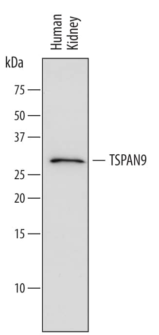 Western Blot TSPAN9 Antibody (590409)